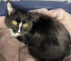Shelter Stray Male Cat last seen Sandy / 81st, OR, 1700 W Historic Columbia River Hwy, Troutdale, OR 97060, USA