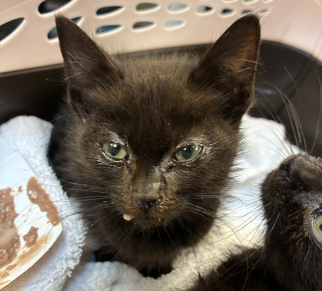 Shelter Stray Female Cat last seen NE Wygant / NE 65th, OR, 1700 W Historic Columbia River Hwy, Troutdale, OR 97060, USA
