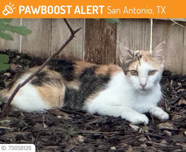 Found/Stray Female Cat last seen Braun Td, San Antonio, TX 78254