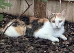 Found/Stray Female Cat last seen Braun Td, San Antonio, TX 78254