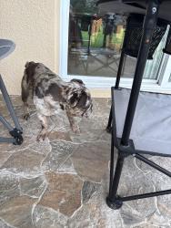 Reunited Unknown Dog last seen near jem customs, Kissimmee, FL 34744