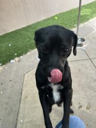 Shelter Stray Male Dog last seen Near Crandall Drive, San Diego, CA, 92111, 5500 Gaines St, San Diego, CA 92110, USA