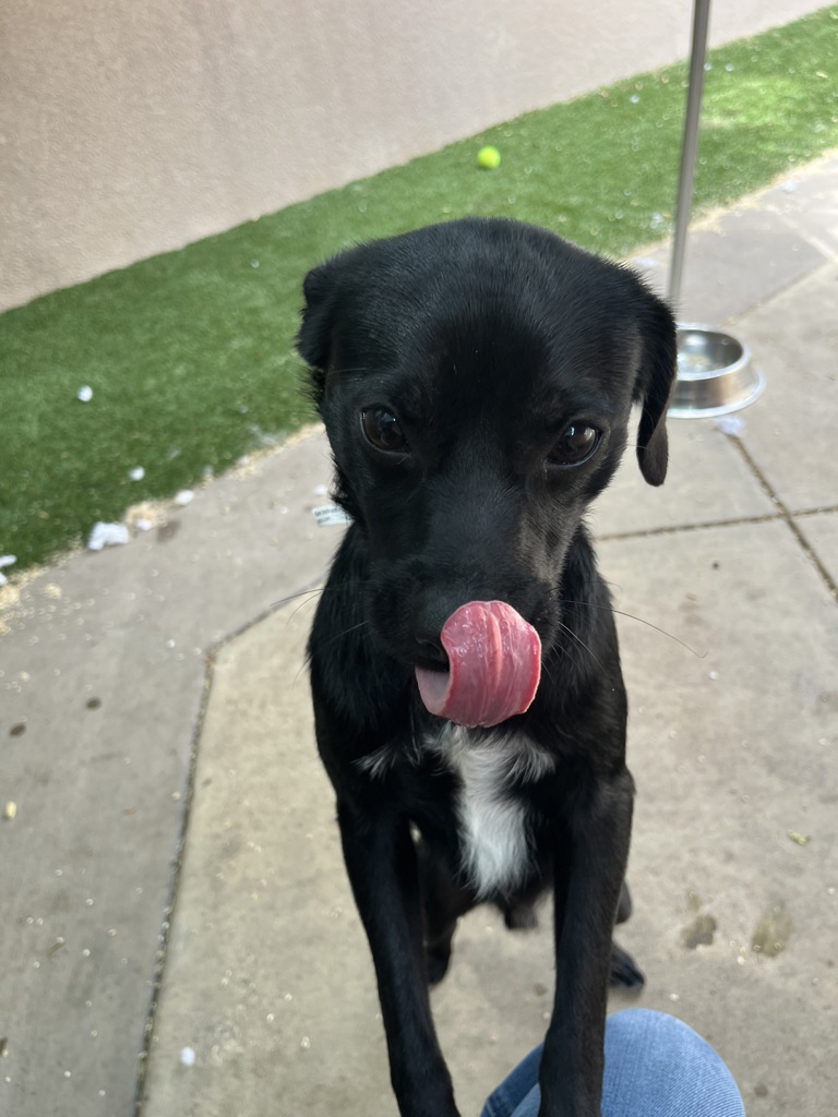 Shelter Stray Male Dog last seen Near Crandall Drive, San Diego, CA, 92111, 5500 Gaines St, San Diego, CA 92110, USA