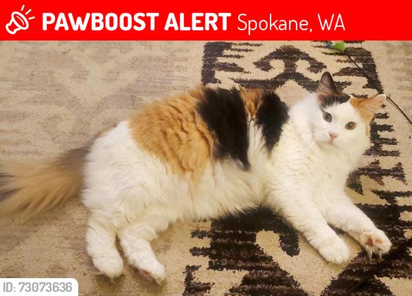 Lost Female Cat last seen Beau rivage apmts , Spokane, WA 99217