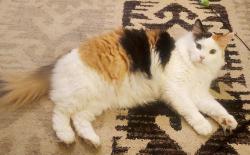 Lost Female Cat last seen Beau rivage apmts , Spokane, WA 99217