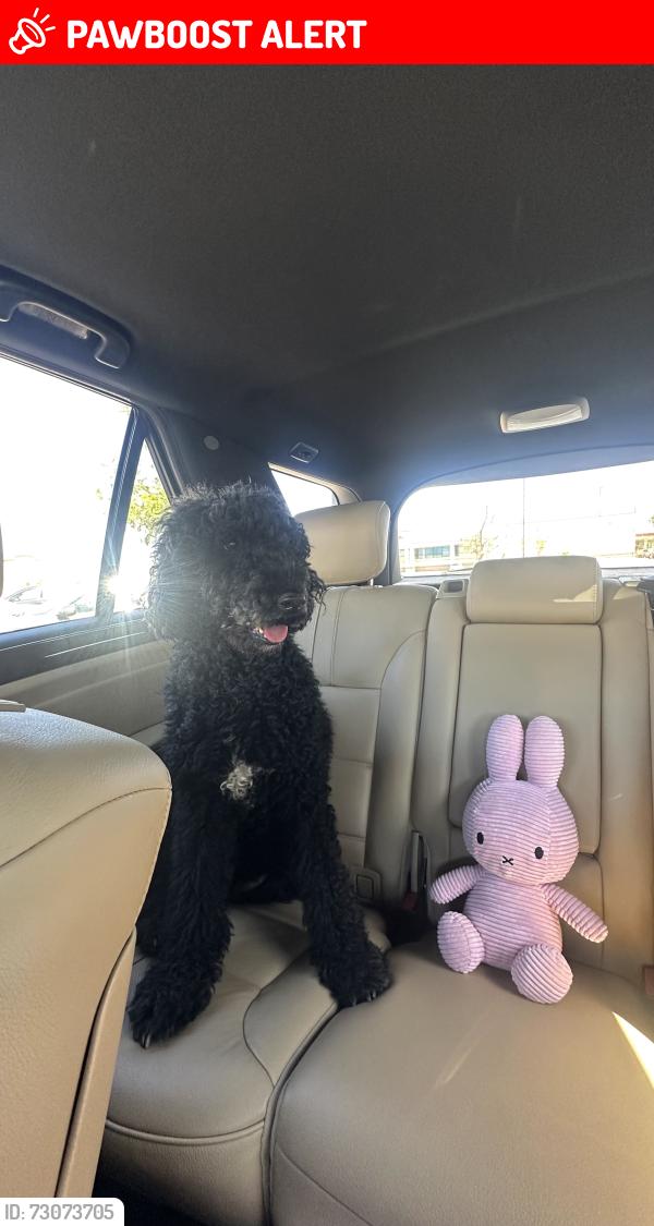 Lost Female Dog last seen Vons desert hot springs, Desert Hot Springs, CA 92240