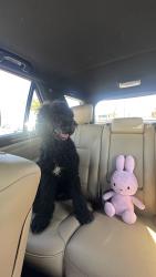 Lost Female Dog last seen Vons desert hot springs, Desert Hot Springs, CA 92240