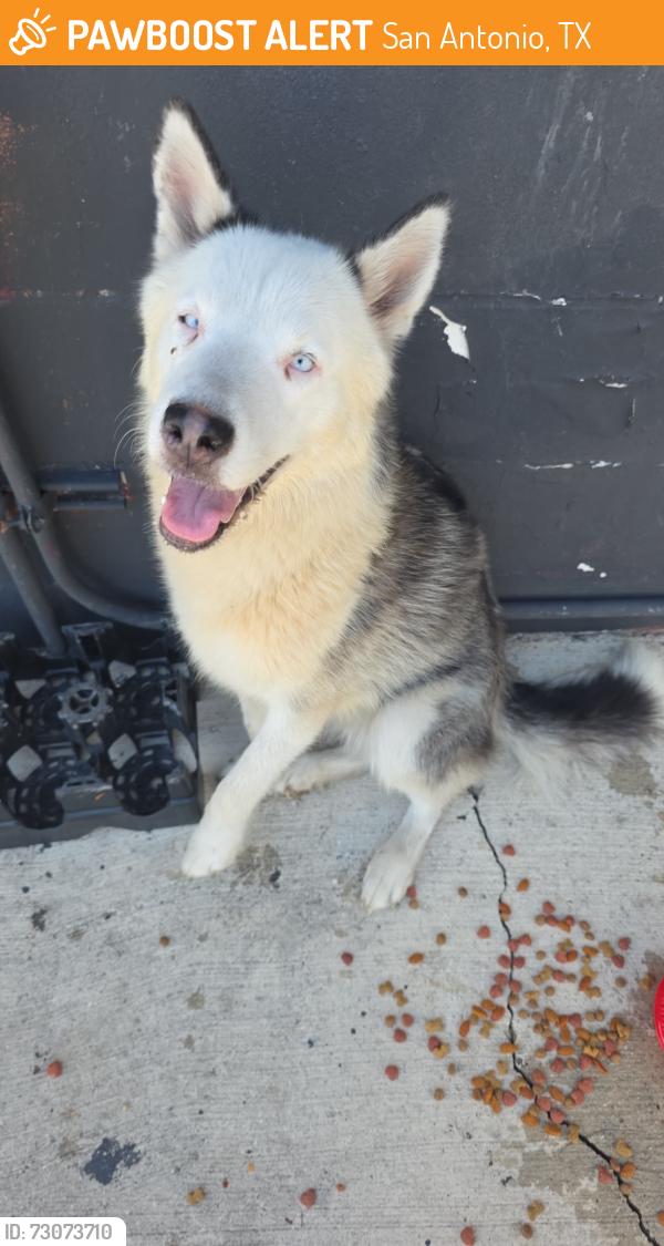 Found/Stray Unknown Dog last seen W Woodlawn Ave, San Antonio, TX 78228