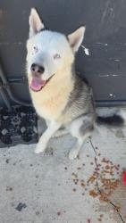 Found/Stray Unknown Dog last seen W Woodlawn Ave, San Antonio, TX 78228