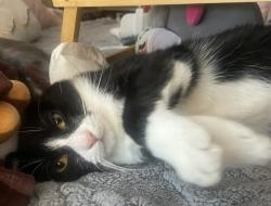 Lost Female Cat last seen B st., Oakland, CA 94603