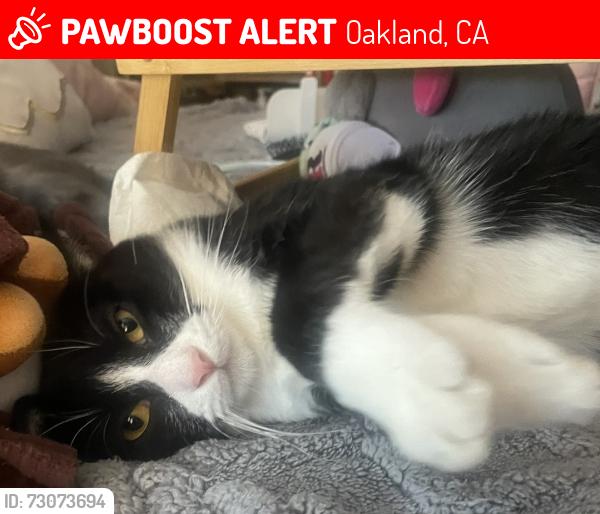Lost Female Cat last seen B st., Oakland, CA 94603