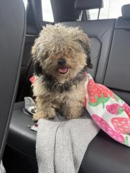Found/Stray Male Dog last seen Intersection, Chino, CA 91710