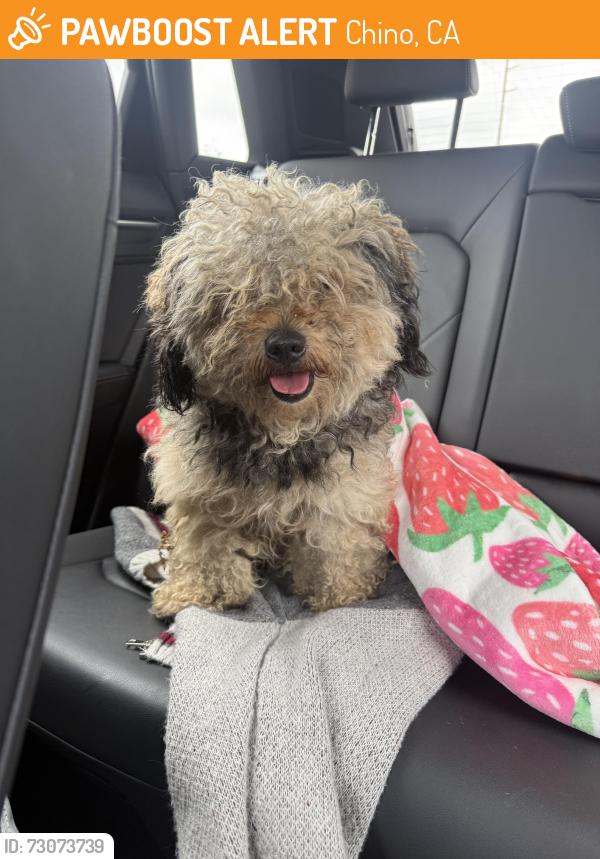 Found/Stray Male Dog last seen Intersection, Chino, CA 91710