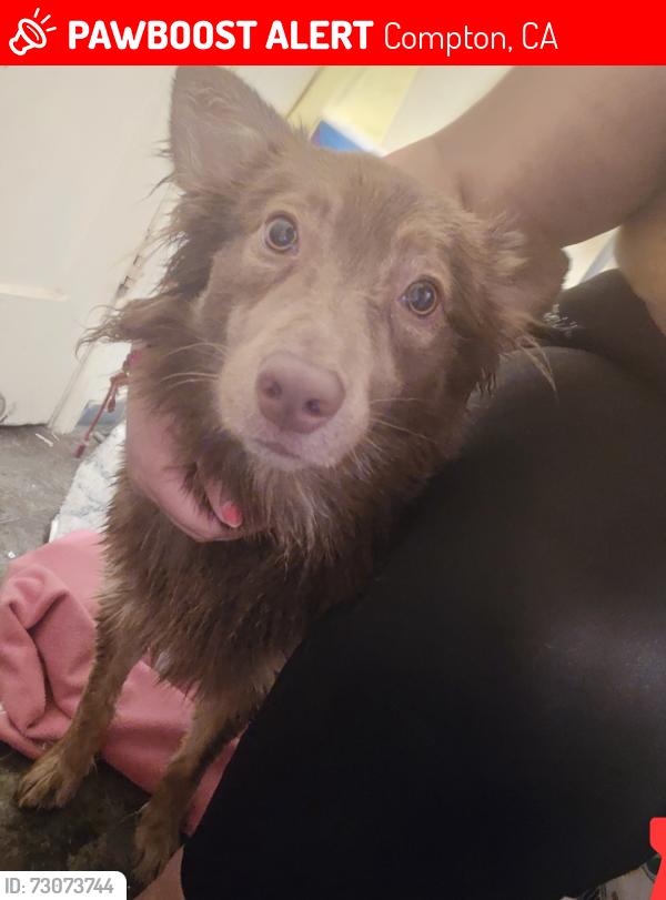 Lost Female Dog last seen Mayo Ave, Compton, CA 90221