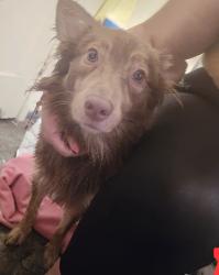 Lost Female Dog last seen Mayo Ave, Compton, CA 90221