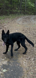 Lost Female Dog last seen Banning Milles, Whitesburg, GA 30185