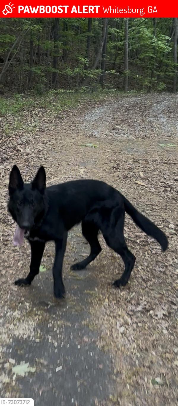 Lost Female Dog last seen Banning Milles, Whitesburg, GA 30185