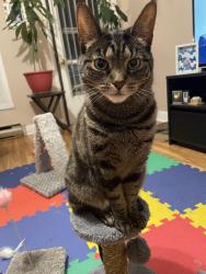Lost Female Cat last seen Hôpital Santa Cabrini, Montréal, QC H1T 2L2