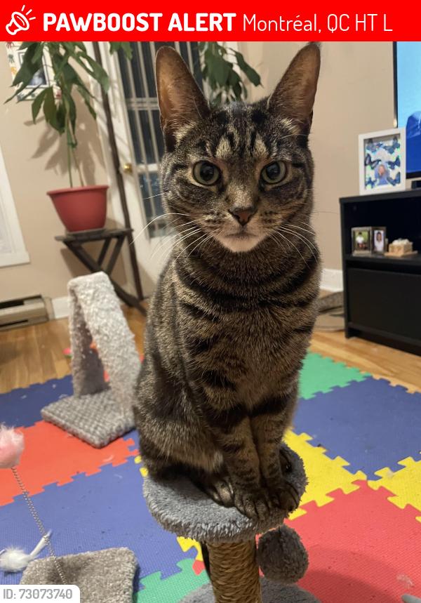 Lost Female Cat last seen Hôpital Santa Cabrini, Montréal, QC H1T 2L2