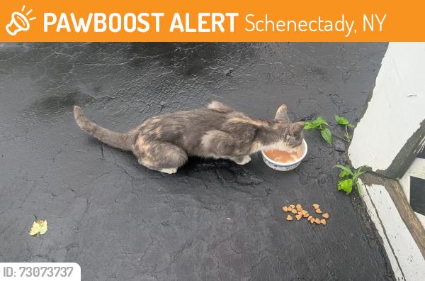 Found/Stray Unknown Cat last seen Wright and Eastern Pkwy, Schenectady, NY 12309