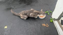 Found/Stray Unknown Cat last seen Wright and Eastern Pkwy, Schenectady, NY 12309