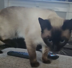 Lost Female Cat last seen Burton and Toole, Macon, GA 31204