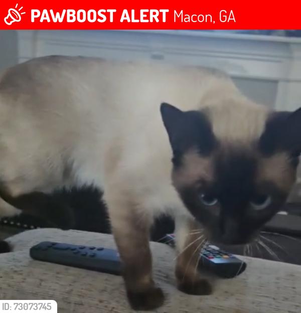 Lost Female Cat last seen Burton and Toole, Macon, GA 31204
