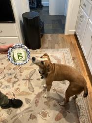 Lost Female Dog last seen Corn creek, South Fulton, GA 30213