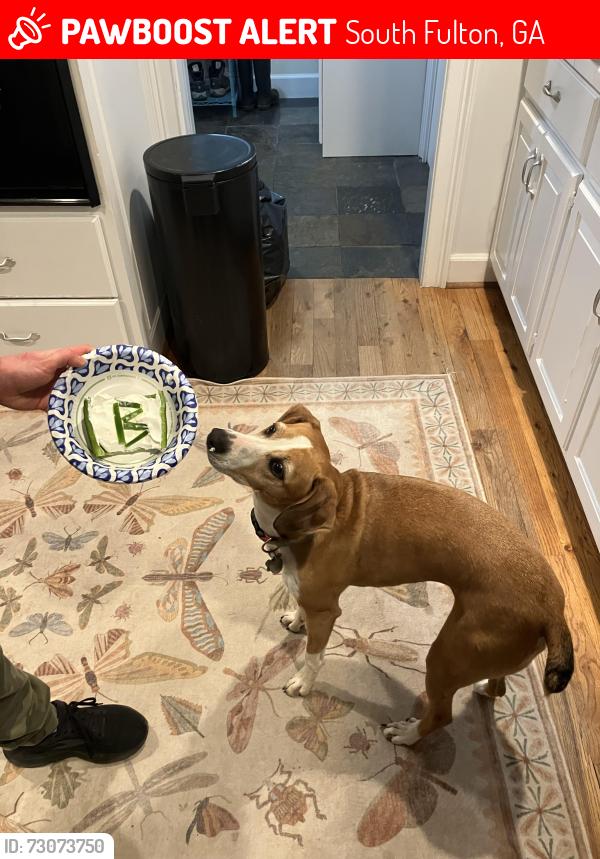 Lost Female Dog last seen Corn creek, South Fulton, GA 30213
