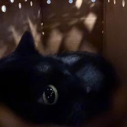 Shelter Stray Female Cat last seen , Animal Care & Control Team of Philly, 111 W Hunting Park Ave, Philadelphia, PA 19140, USA