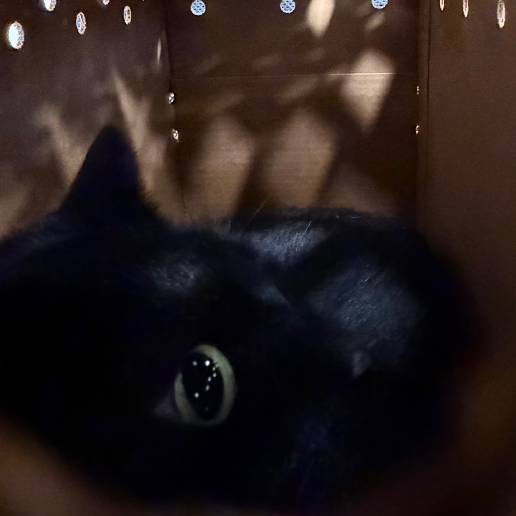 Shelter Stray Female Cat last seen , Animal Care & Control Team of Philly, 111 W Hunting Park Ave, Philadelphia, PA 19140, USA