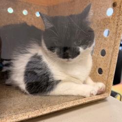 Shelter Stray Female Cat last seen , Animal Care & Control Team of Philly, 111 W Hunting Park Ave, Philadelphia, PA 19140, USA