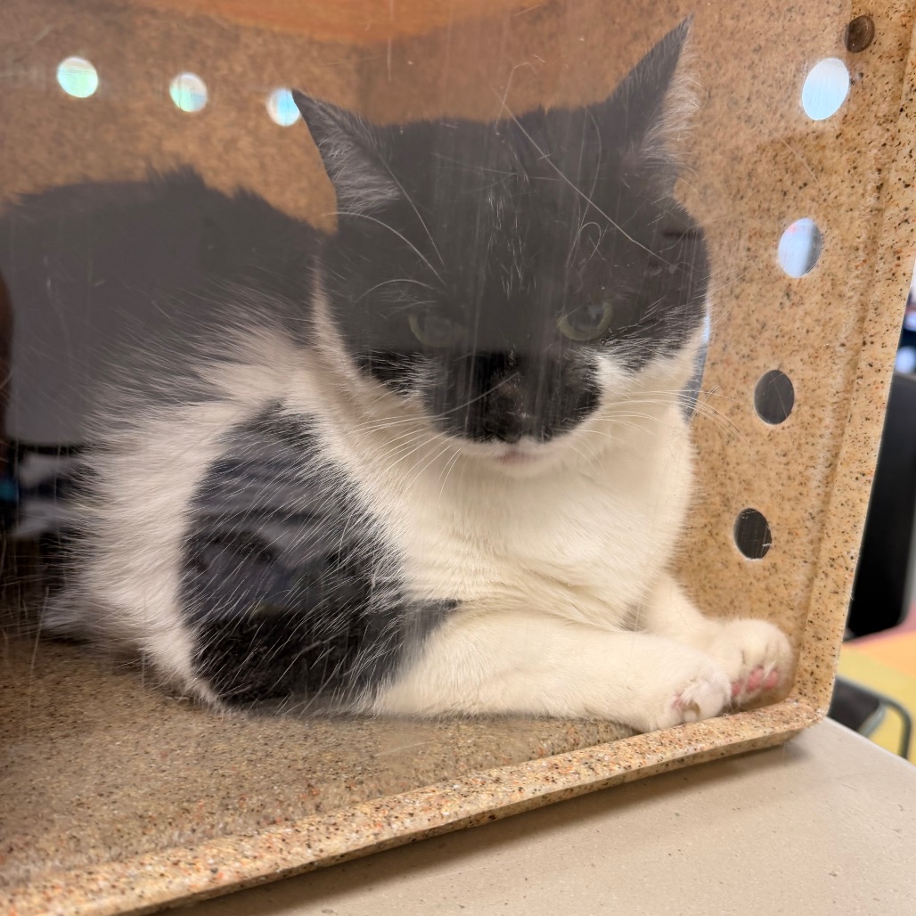 Shelter Stray Female Cat last seen , Animal Care & Control Team of Philly, 111 W Hunting Park Ave, Philadelphia, PA 19140, USA