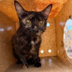 Shelter Stray Female Cat last seen , Animal Care & Control Team of Philly, 111 W Hunting Park Ave, Philadelphia, PA 19140, USA