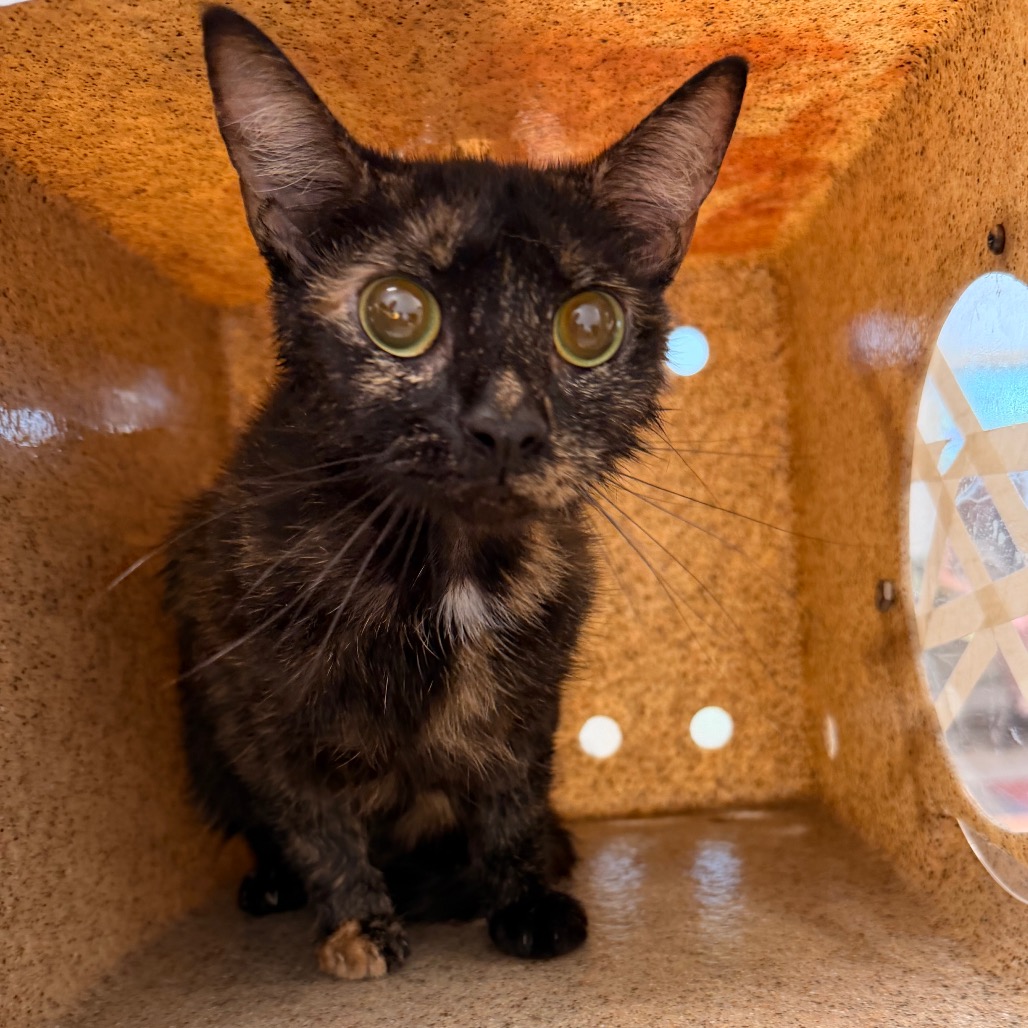 Shelter Stray Female Cat last seen , Animal Care & Control Team of Philly, 111 W Hunting Park Ave, Philadelphia, PA 19140, USA
