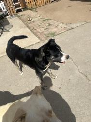 Lost Male Dog last seen Hyde park blvd, Inglewood, CA 90302