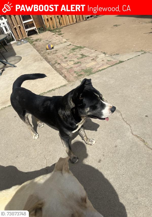 Lost Male Dog last seen Hyde park blvd, Inglewood, CA 90302