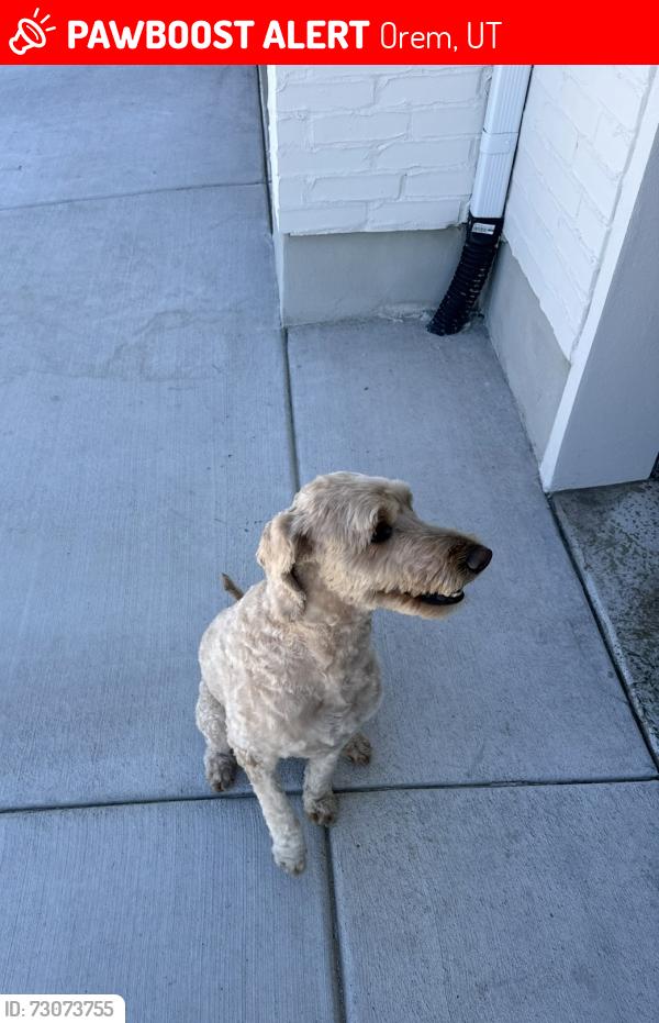 Lost Male Dog last seen Near west 580 south Orem, Orem, UT 84058