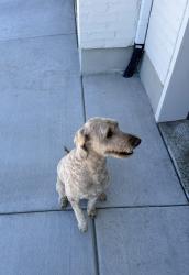 Lost Male Dog last seen Near west 580 south Orem, Orem, UT 84058