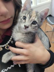 Lost Female Cat last seen village st. George, Baton Rouge, LA 70810