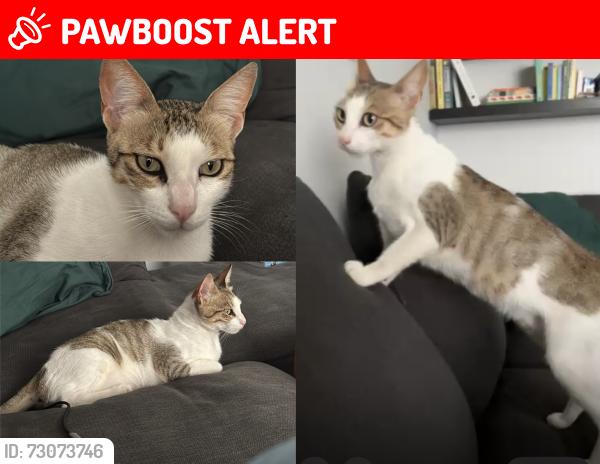 Lost Male Cat last seen He spends a lot of time at Queen Mary Road and has also been seen at the Rookery., Norwood, England SE27 0QH