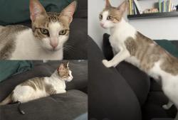 Lost Male Cat last seen He spends a lot of time at Queen Mary Road and has also been seen at the Rookery., Norwood, England SE27 0QH