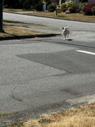 Found/Stray Male Dog last seen McMullen, Vancouver, BC V6L 2H1