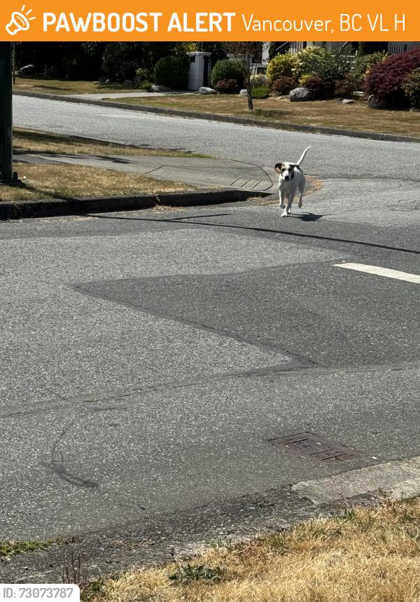 Found/Stray Male Dog last seen McMullen, Vancouver, BC V6L 2H1