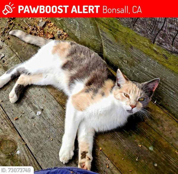 Lost Female Cat last seen Highway 76, Bonsall, CA 92003