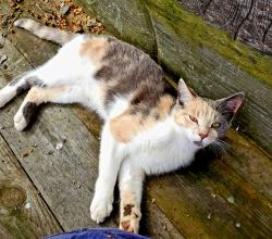 Lost Female Cat last seen Highway 76, Bonsall, CA 92003