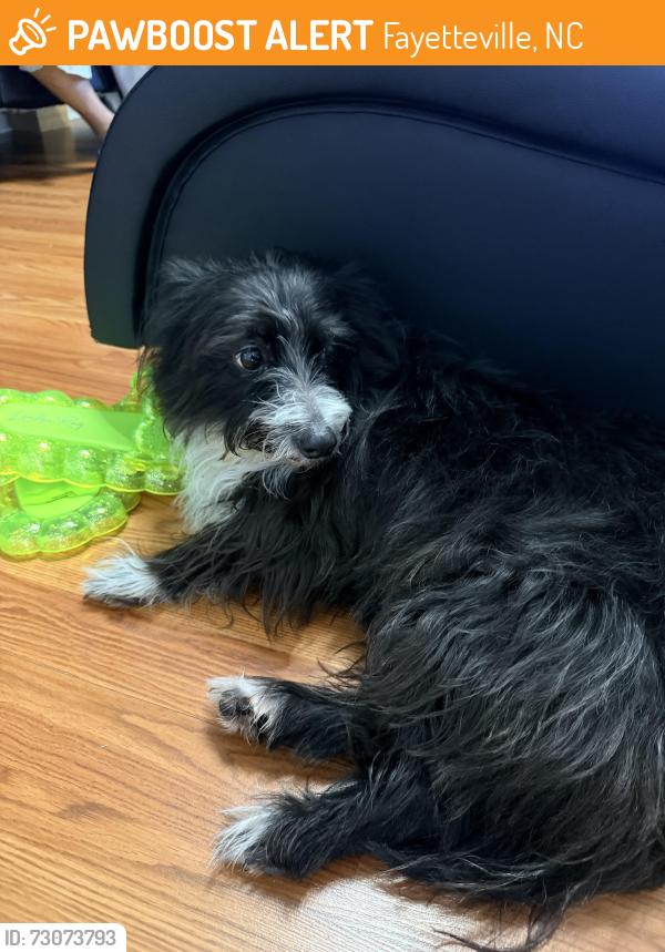 Found/Stray Female Dog last seen Waterdown drive, Fayetteville, NC 28311
