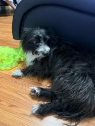 Found/Stray Female Dog last seen Waterdown drive, Fayetteville, NC 28311