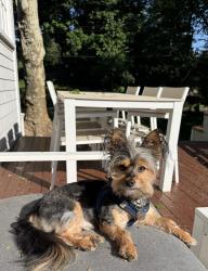Reunited Male Dog last seen Near Woods Way, Larchmont, NY 10538, USA, Larchmont, NY 10538