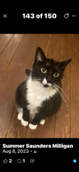 Lost Male Cat last seen Charter Colony, Clayborne Lane Village, Midlothian, VA 23114
